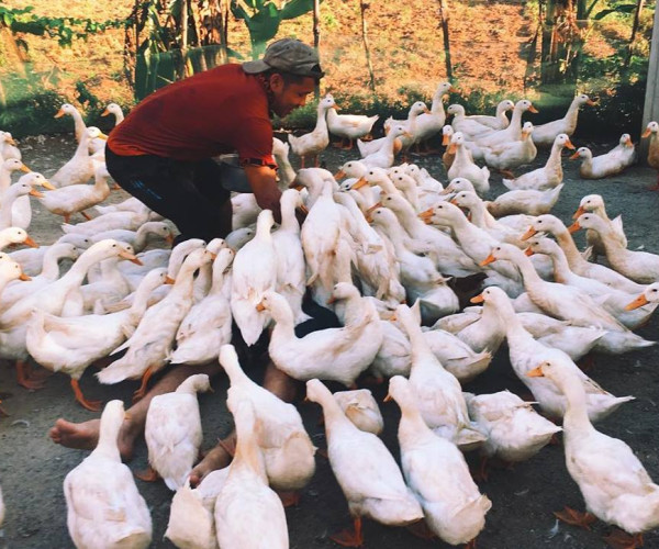 The Duck Stop